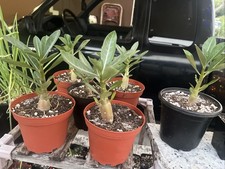 Random adenium obesum for sale Random adenium obesum for sale  Bradenton