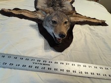 Coyote rug for sale  Fort Worth