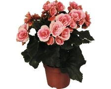 Elatior begonie floraself gebraucht kaufen  Deutschland
