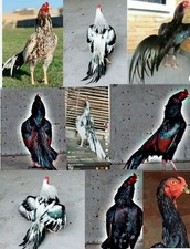 Mix aseel asil for sale  BEDFORD