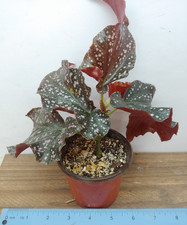 Begonia cracklin rosie for sale  Lexington