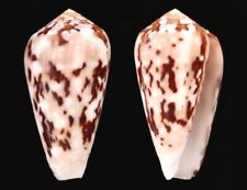 Conus floccatus. mm. d'occasion  Sète