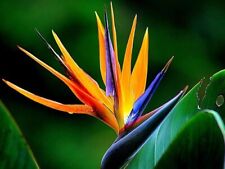 Strelitzia reginae bird for sale  Parrish