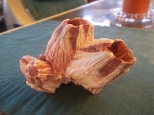 Reef barnacle coral for sale  Jacksonville