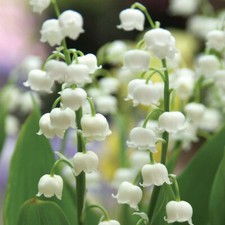 Lily valley convallaria for sale  Hayden