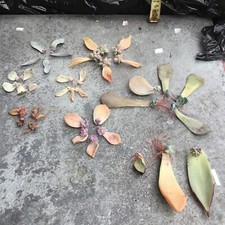 dried leaves for sale dried leaves for sale UK