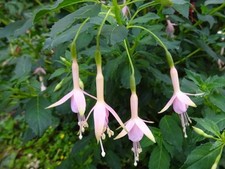 Fuchsie whiteknigth pearl gebraucht kaufen  Wülfrath