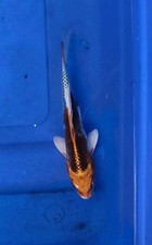 Inch imported japanese for sale  Lakeland