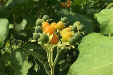 Solanum abutiloides seeds for sale  HIGH WYCOMBE