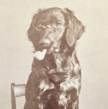 Dog smoking pipe for sale  Punta Gorda