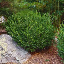 American boxwood shrubs for sale  Palmer
