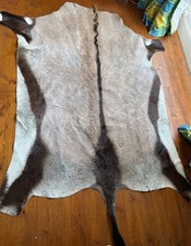 Gemsbok skin. beautifully for sale  EDINBURGH
