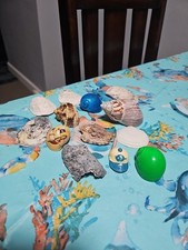 Japanese hermit crab for sale  Norfolk