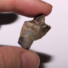 Piece .rex tooth for sale  Somerton