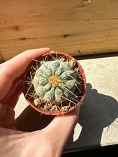 Copiapoa gigantea. own usato  Valdastico