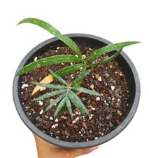 Cycas chevalieri dak usato  Napoli