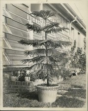 1968 press photo for sale  Memphis