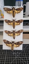 Acherontia atropos death for sale  BARRY