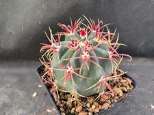 Ferocactus gracilis coloratus usato  Massafra