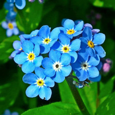 Water forget myosotis for sale  LOUTH