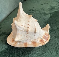 Grand coquillage casque d'occasion  Six-Fours-les-Plages
