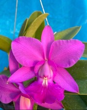 Cattleya walkeriana welcome for sale  San Francisco