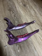Painted white tailed for sale  Shawnee