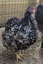 Rare chocolate mottled for sale  ST. AUSTELL