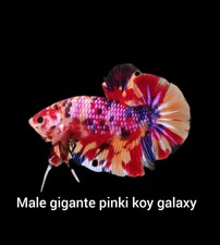 Male gigante pinki for sale  Bronx