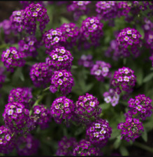 Alyssum oriental nights for sale  Sevierville