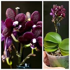 Mini phalaenopsis orchid. for sale  NOTTINGHAM