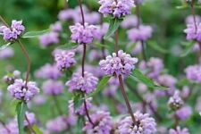 Phlomis tuberosa seeds for sale  STOCKPORT