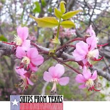 Ungnadia speciosa mexican for sale  Austin