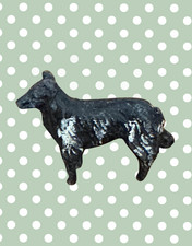 Proud miniature dark for sale  CRANLEIGH
