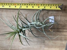 Tillandsia bergeri live for sale  WELLINGBOROUGH
