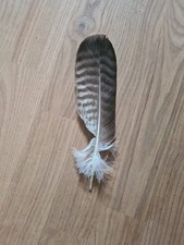 Vogelfeder greifvogelfeder fed gebraucht kaufen  Herborn