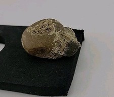 Permineralized snake skull for sale  Belleville