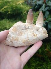 Fossil mosasaur teeth for sale  WREXHAM
