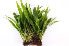 Java fern half for sale  MARKET RASEN