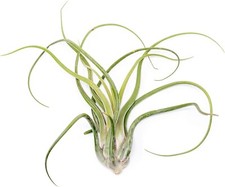Tillandsia caput medusae for sale  Saint Augustine
