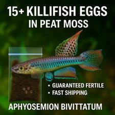 Killifish eggs live for sale  Shipping to Ireland