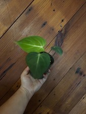 Philodendron gloriosum d'occasion  Expédié en Belgium