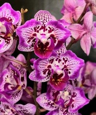 orchid pots for sale  NOTTINGHAM