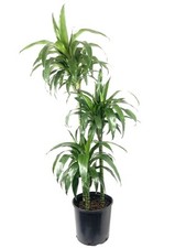Dracaena lisa elegance for sale  USA