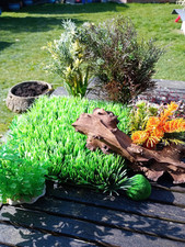aquarium bogwood for sale aquarium bogwood for sale COLCHESTER