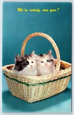 Postcard catscute kittens for sale  USA