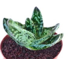 Gasteria armstrongii 硬い肌 d'occasion  Expédié en France