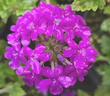 Homestead purple trailing for sale  Bowling Green