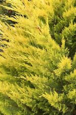 Cupressus leylandii gold d'occasion  Expédié en Belgium