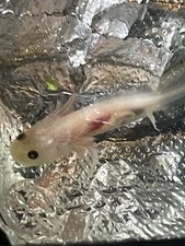 Axolotl. months old for sale  Brighton